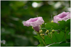 Ipomoea mauritiana